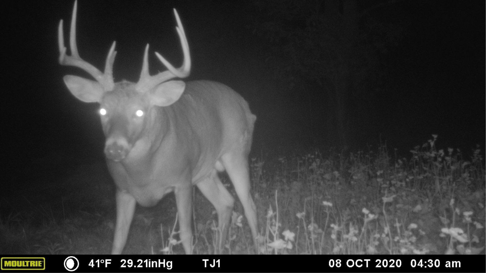Buck 2
