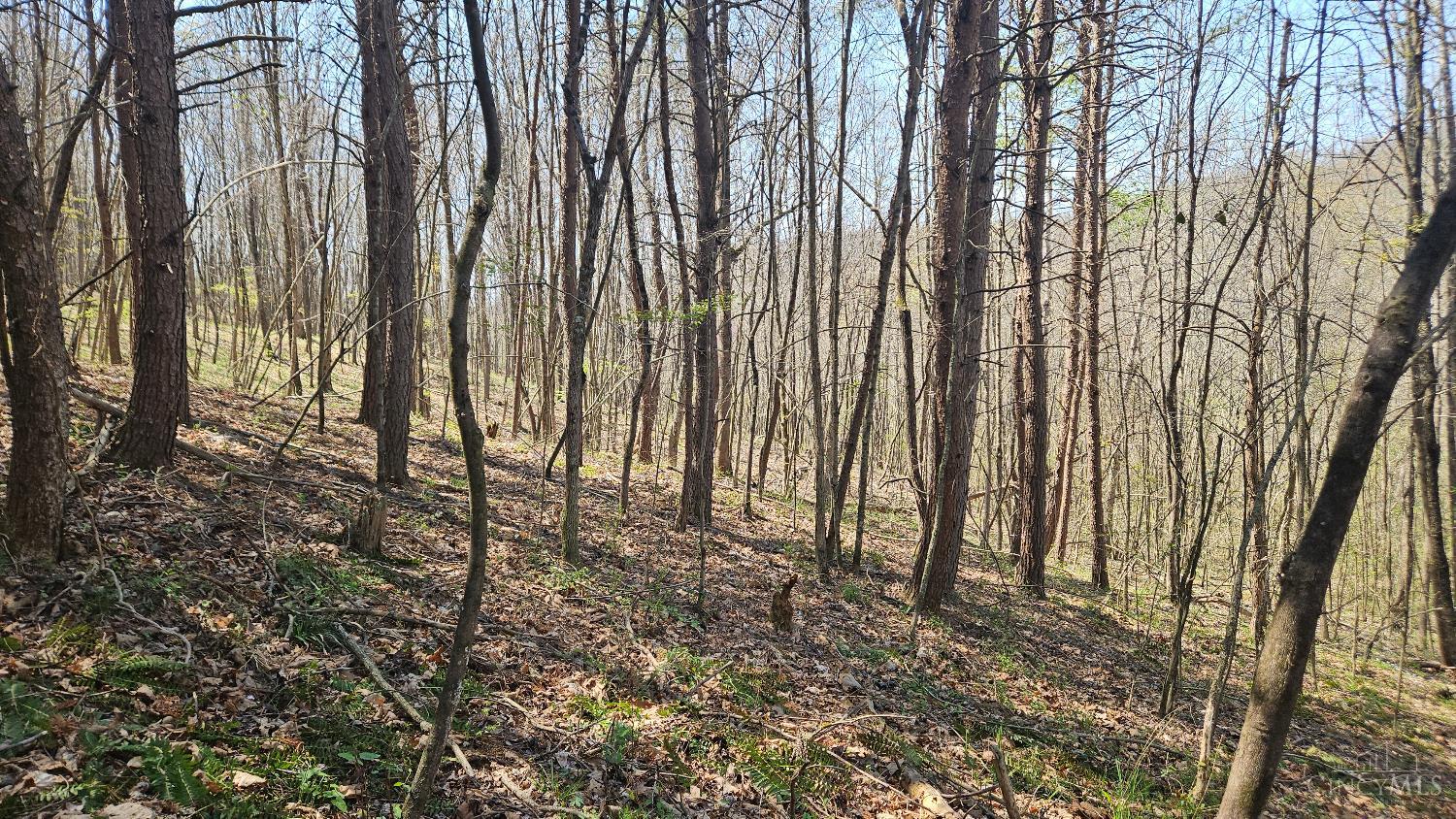0 Spruce Hollow Road South Webster, OH 45682 - Photo 14 of 54
