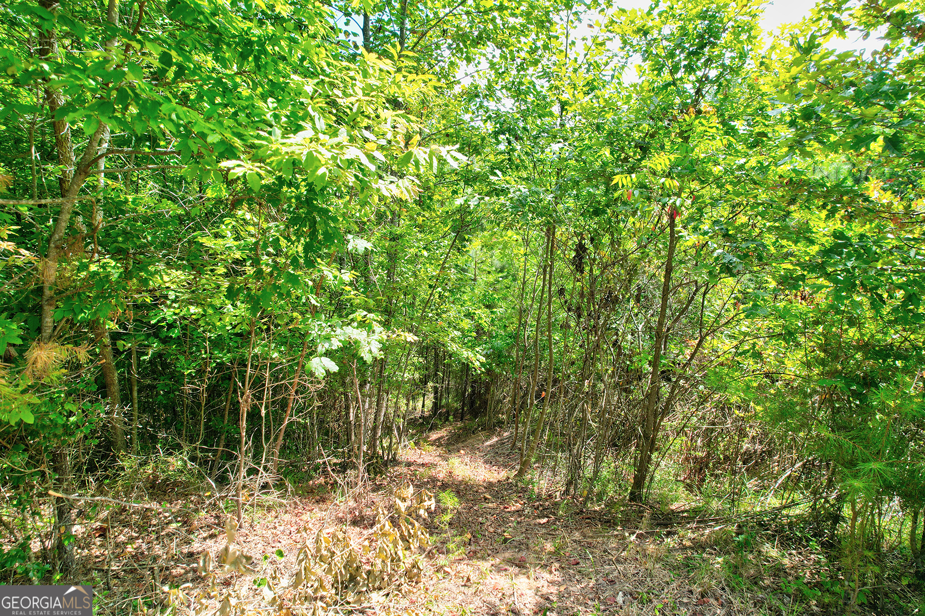 Lot 20 River Ridge Blue Ridge, GA 30513 - Photo 1 of 1 a backyard of a house with lots of plants