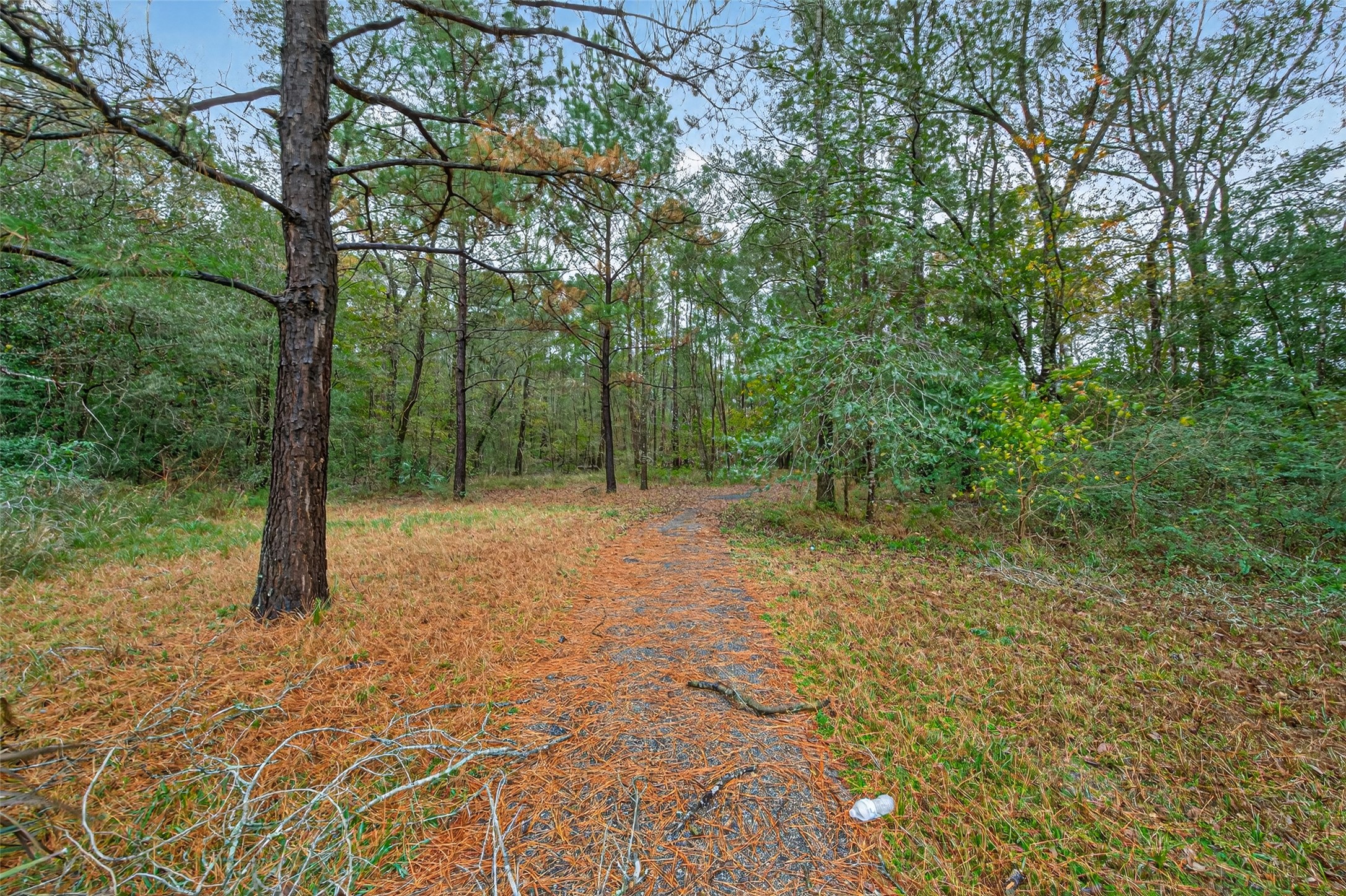 11497 Coon Hollow Road Conroe, TX 77306 - Photo 21 of 45 a view of a forest with trees
