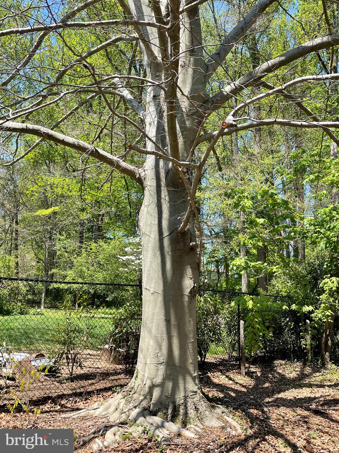 1617 Glenallan Avenue Silver Spring, MD 20902 - Photo 28 of 32 Native Americal Beech