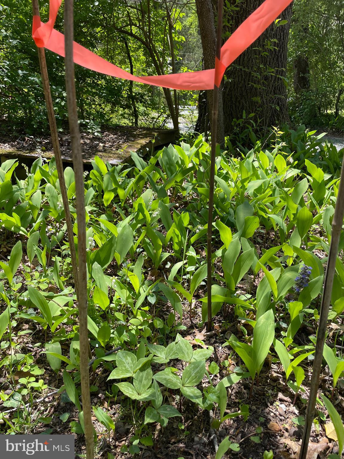 1617 Glenallan Avenue Silver Spring, MD 20902 - Photo 29 of 32 Native Trillium
