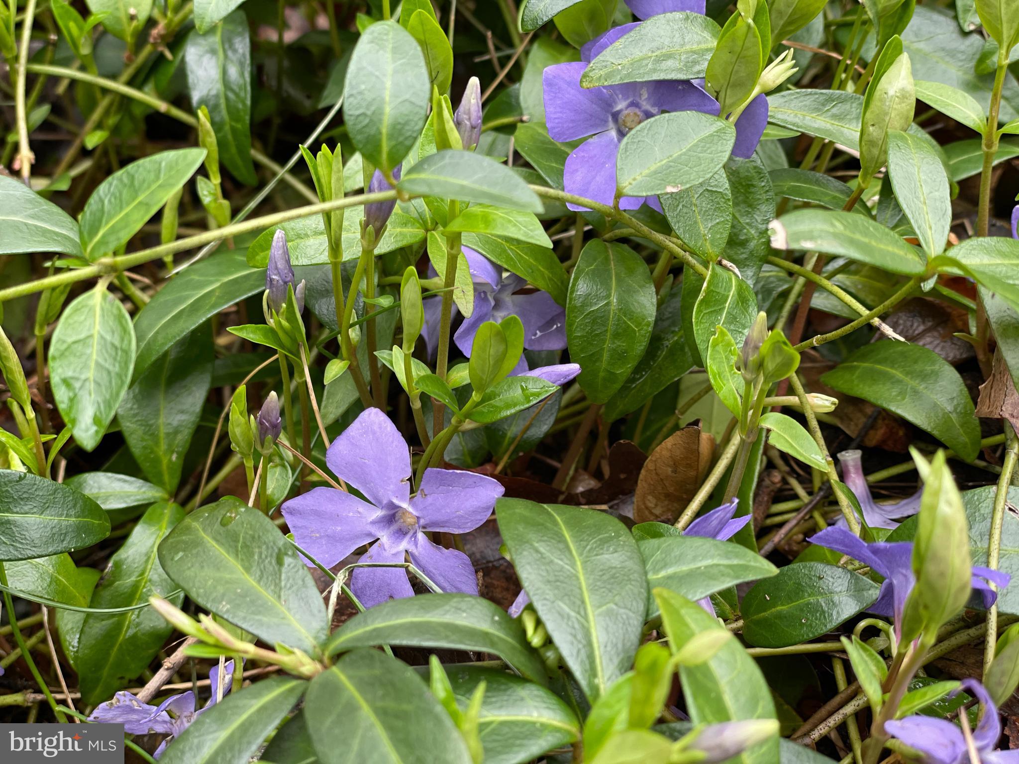 1617 Glenallan Avenue Silver Spring, MD 20902 - Photo 32 of 32 Periwinkle groundcover