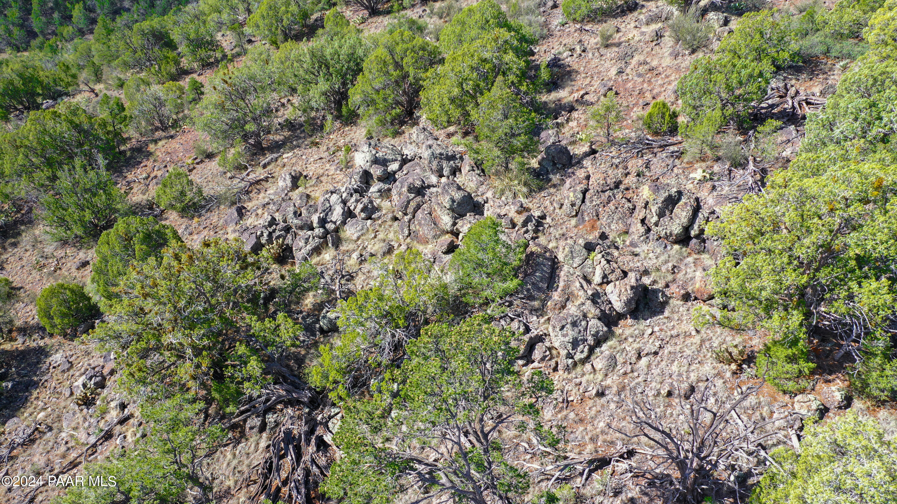 887 North Whiskey Way Seligman, AZ 86337 - Photo 30 of 36 a view of a plants and yard