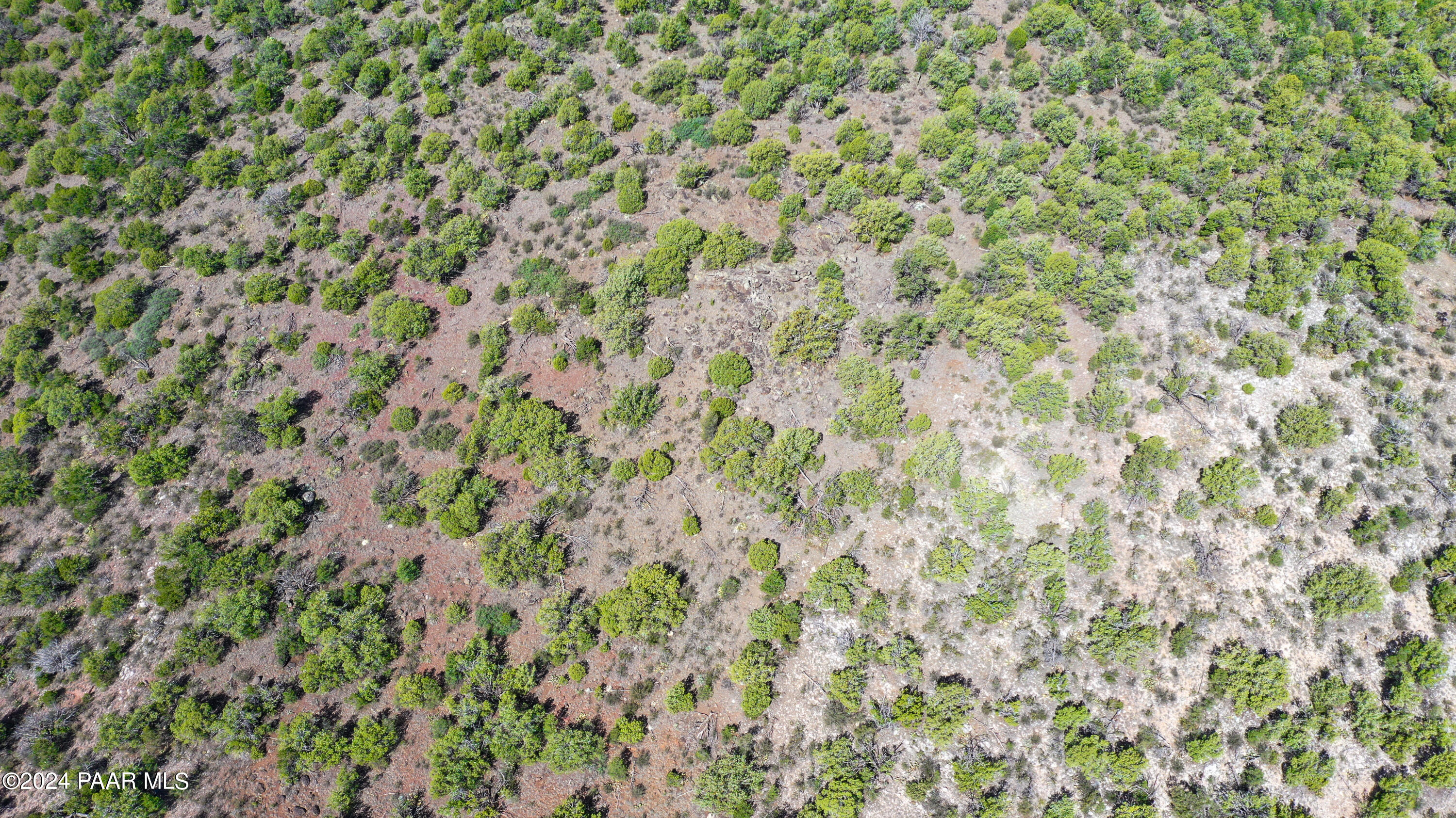 887 North Whiskey Way Seligman, AZ 86337 - Photo 32 of 36 a close up of a plant