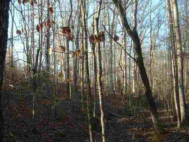 Route 3 Deck Road Gray Court, SC 29645 - Photo 4 of 8 Gallery Image 4