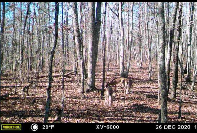 2219 Scratch Ankle Road Trenton, GA 30752 - Photo 7 of 11 Scratch Ankle 4
