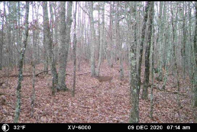 2219 Scratch Ankle Road Trenton, GA 30752 - Photo 10 of 11 Scratch Ankle 8