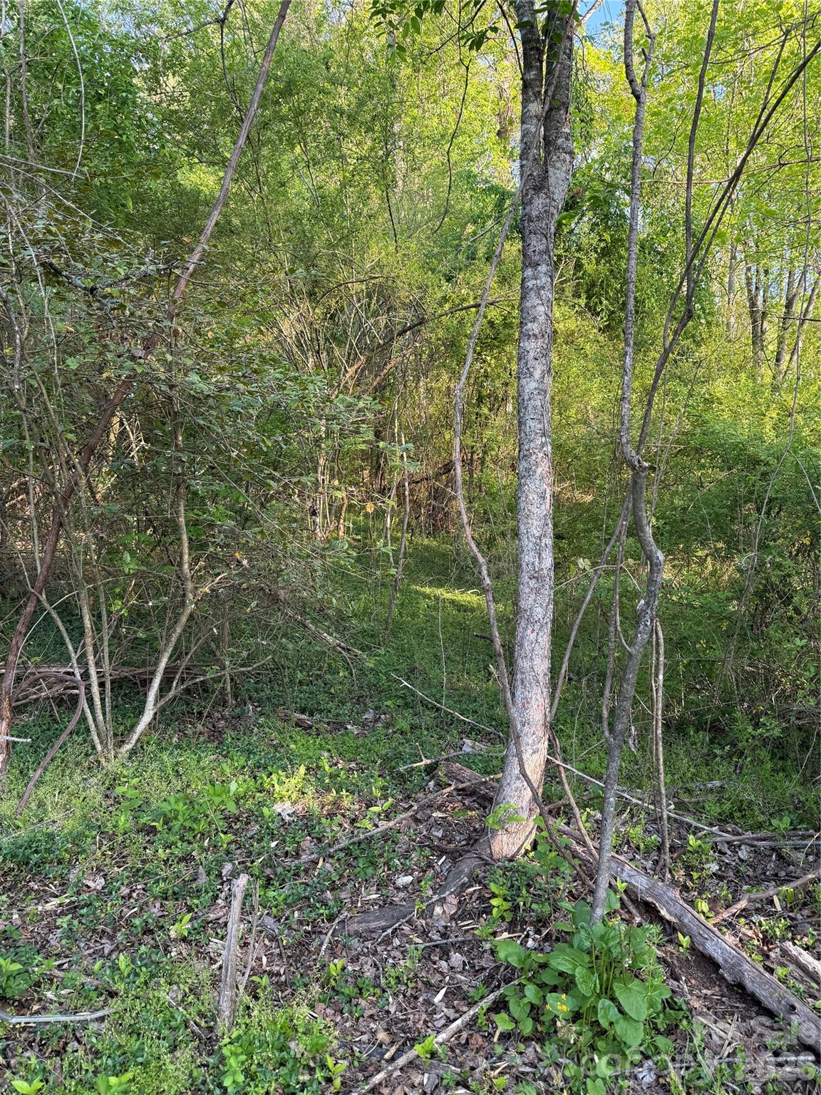 0 Cashiers Valley Road, Unit TRACT 2 Brevard, NC 28712 - Photo 2 of 10 a view of a forest