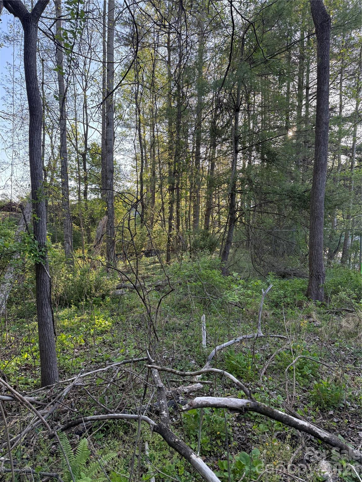 0 Cashiers Valley Road, Unit TRACT 2 Brevard, NC 28712 - Photo 10 of 10 a view of a forest
