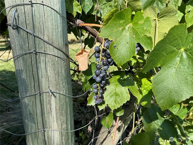 a close up of a plant