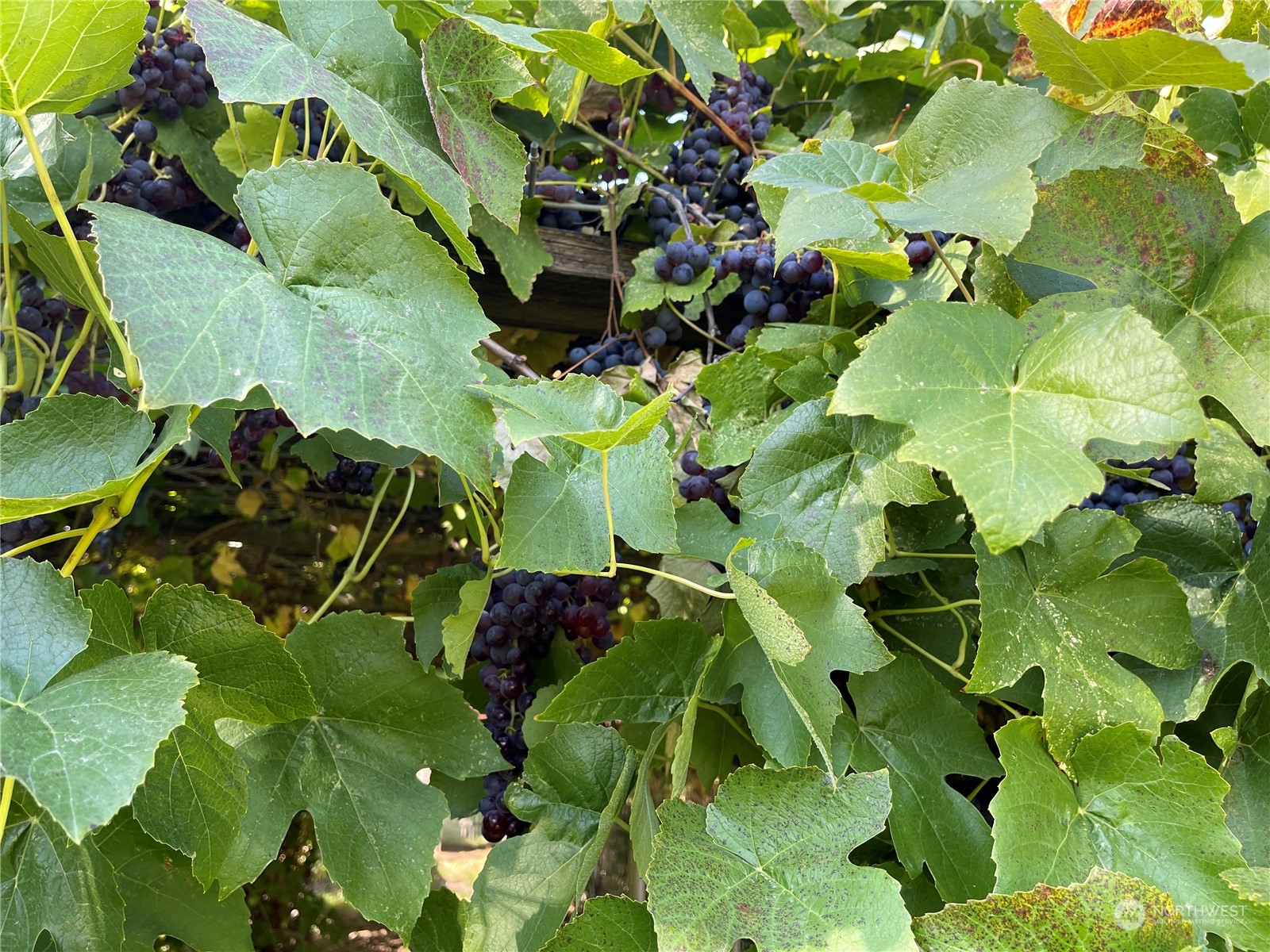 103 Wolf Fork Road Dayton, WA 99328 - Photo 22 of 40 a close up of a plant