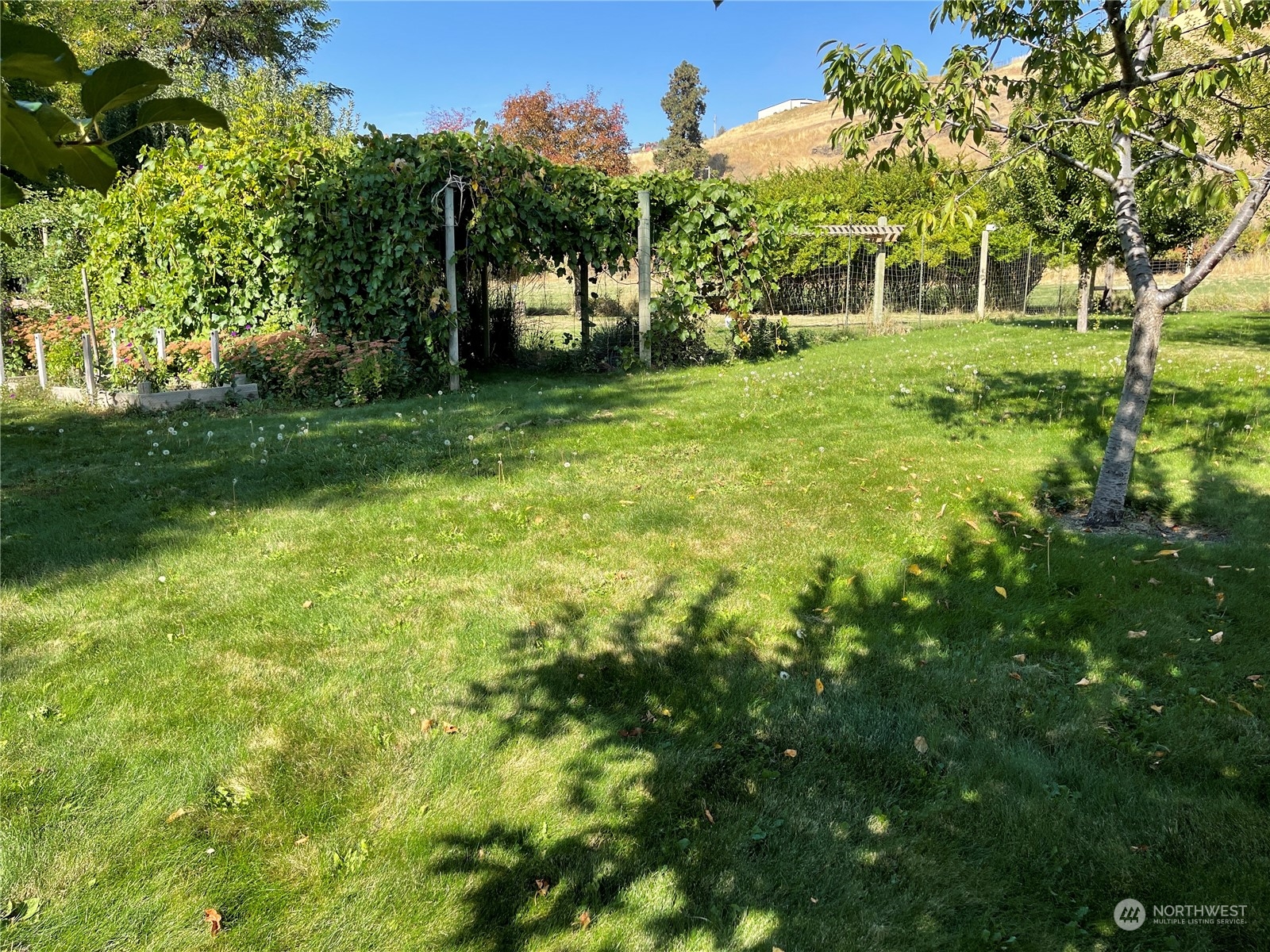 103 Wolf Fork Road Dayton, WA 99328 - Photo 23 of 40 a view of a tree in a yard