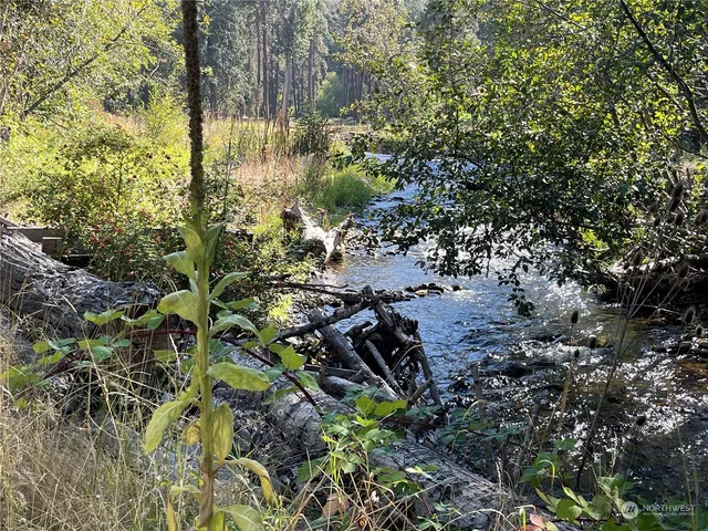a view of a forest with a tree