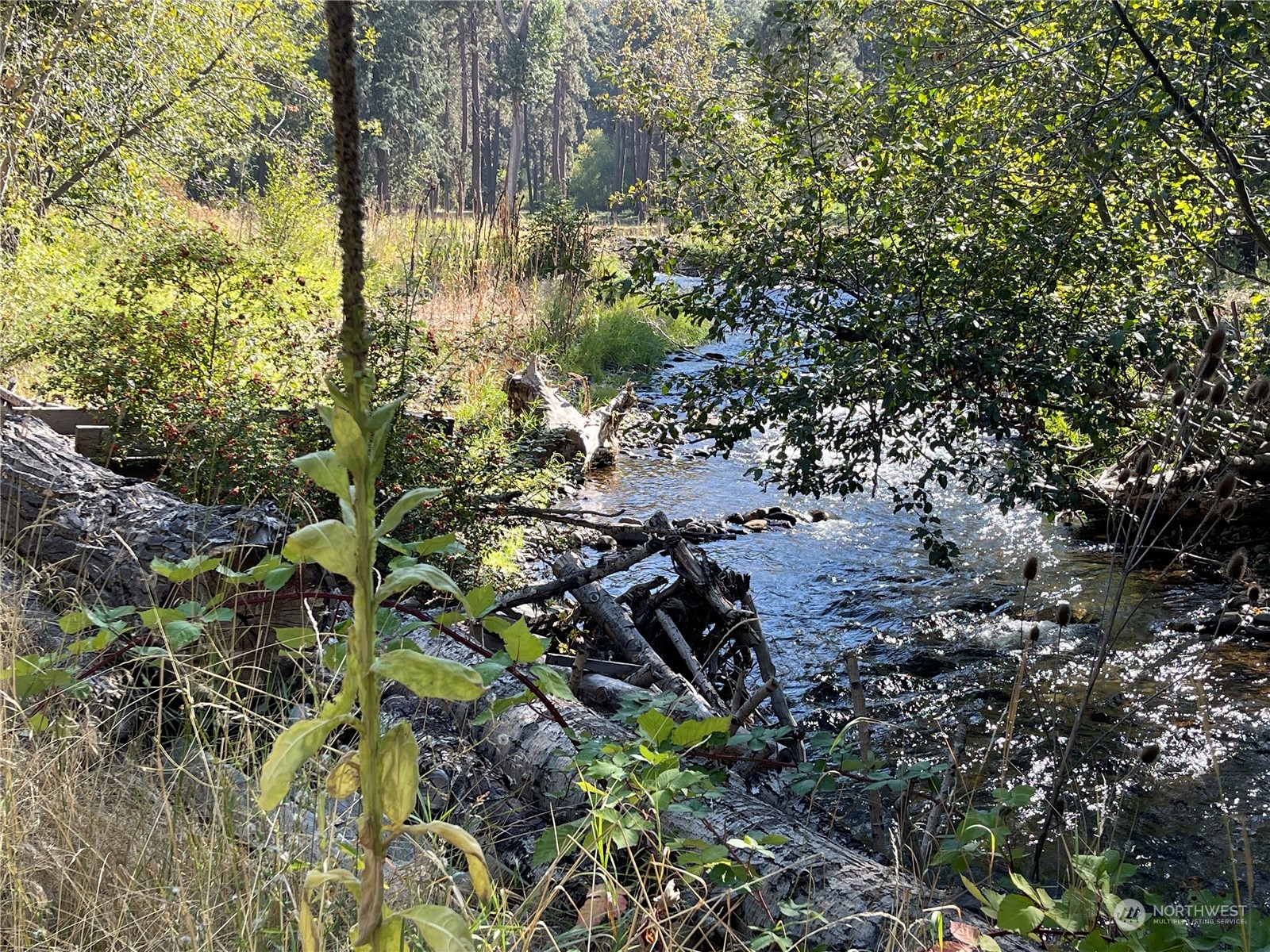 103 Wolf Fork Road Dayton, WA 99328 - Photo 34 of 40 a view of a yard with plants and trees