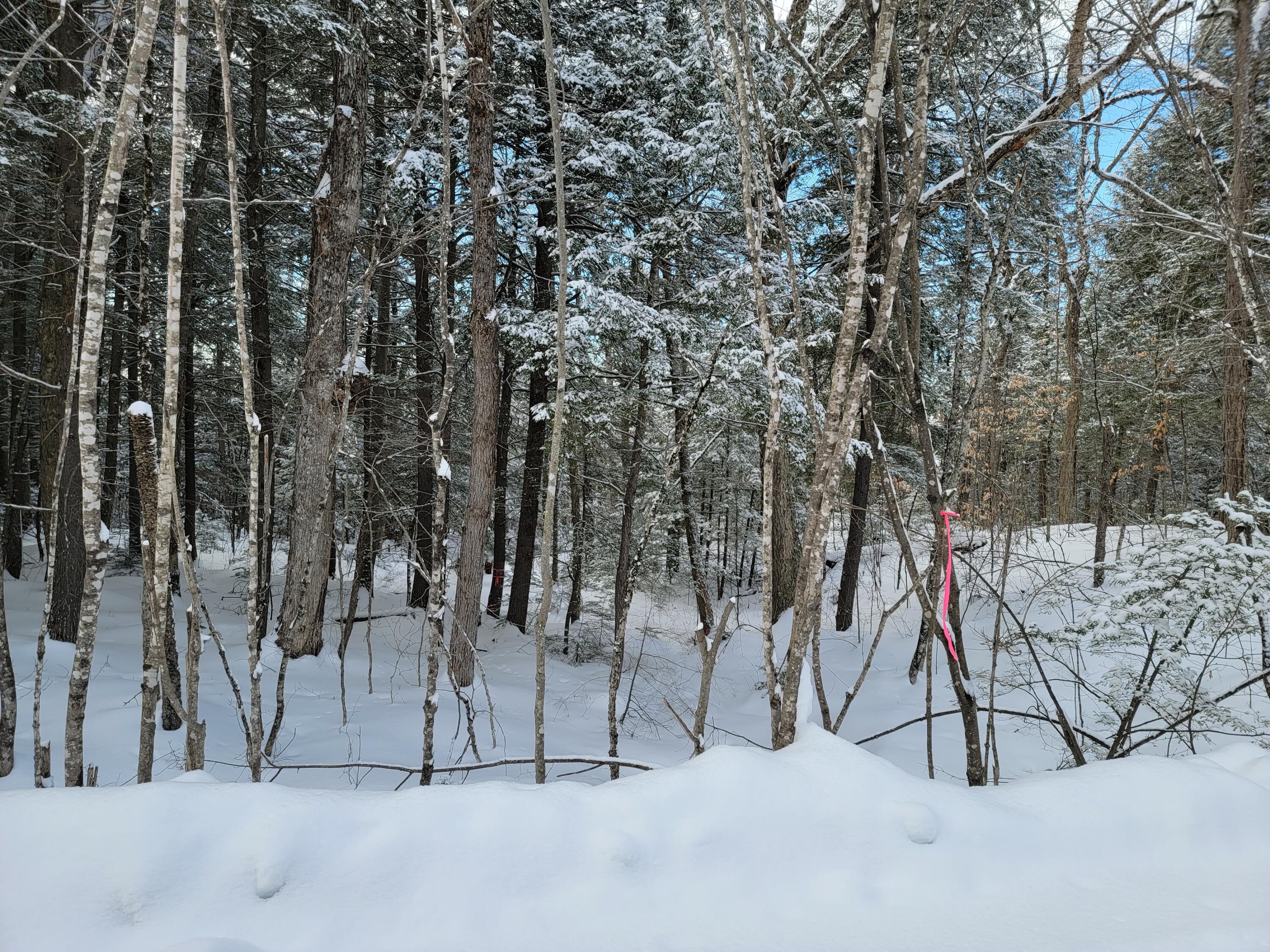 0 Railroadbed Rd Lake View Milo, ME 04463 - Photo 15 of 68 20220125_142333