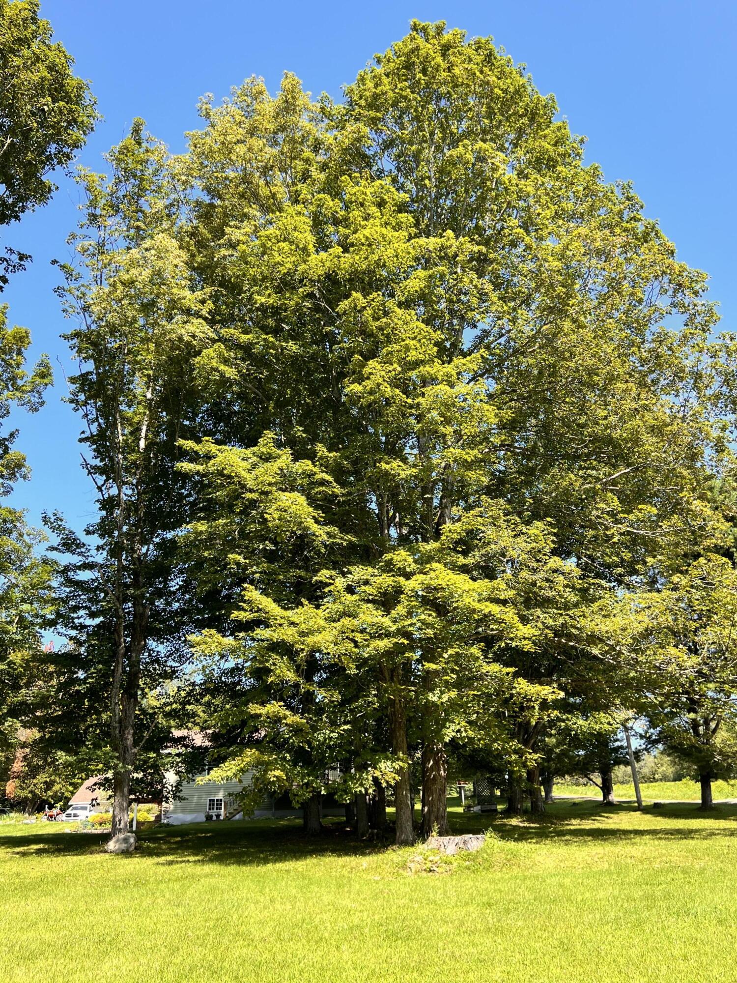24 Lamson Road Sebec, ME 04481 - Photo 49 of 172 Towering Trees