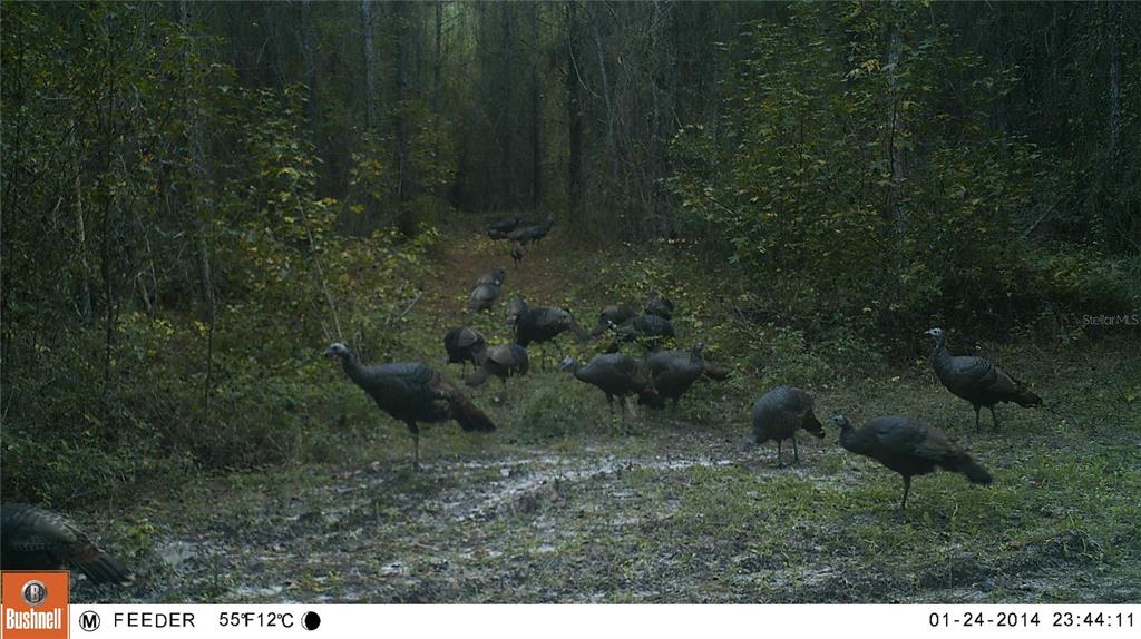 1317 Northeast Drew Road Lake City, FL 32055 - Photo 30 of 33