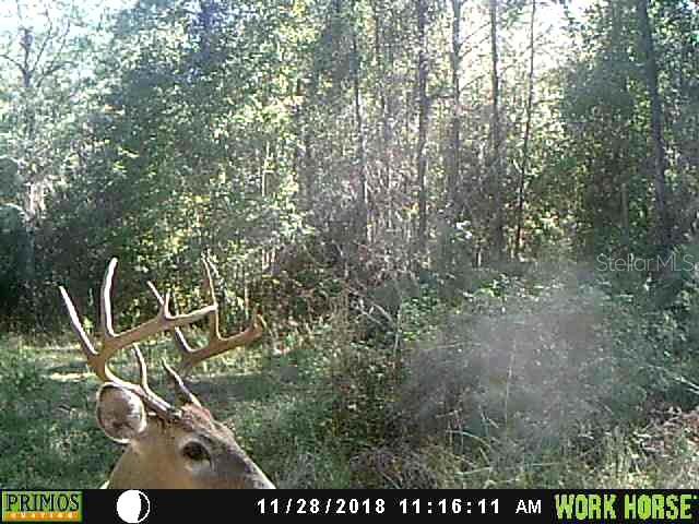 1317 Northeast Drew Road Lake City, FL 32055 - Photo 33 of 33