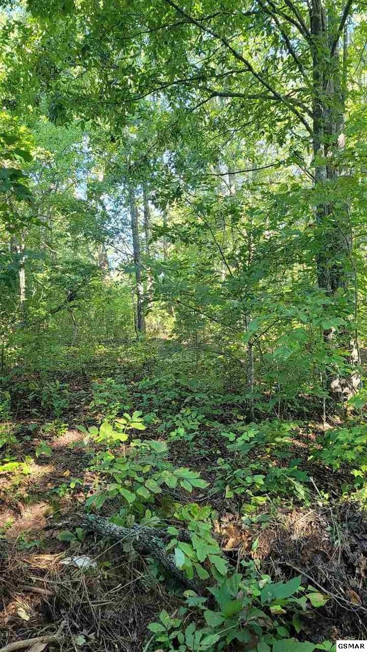10 Sims Cemetery Road Sevierville, TN 37876 - Photo 6 of 15 a view of a lush green forest with lots of trees