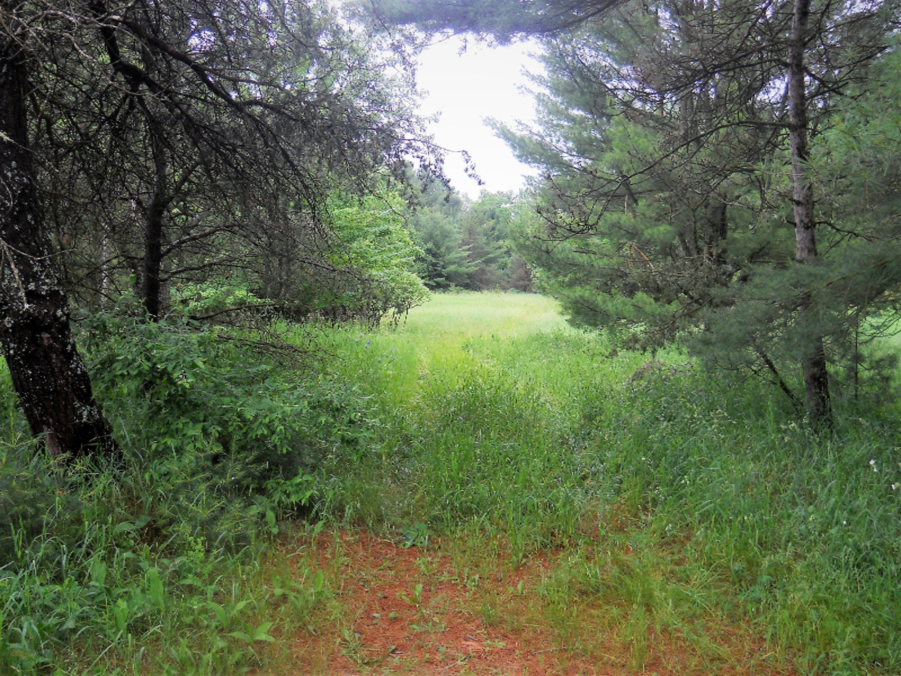 8613 8 Mile Road Kaleva, MI 49645 - Photo 7 of 18 DSCN0111 (2)