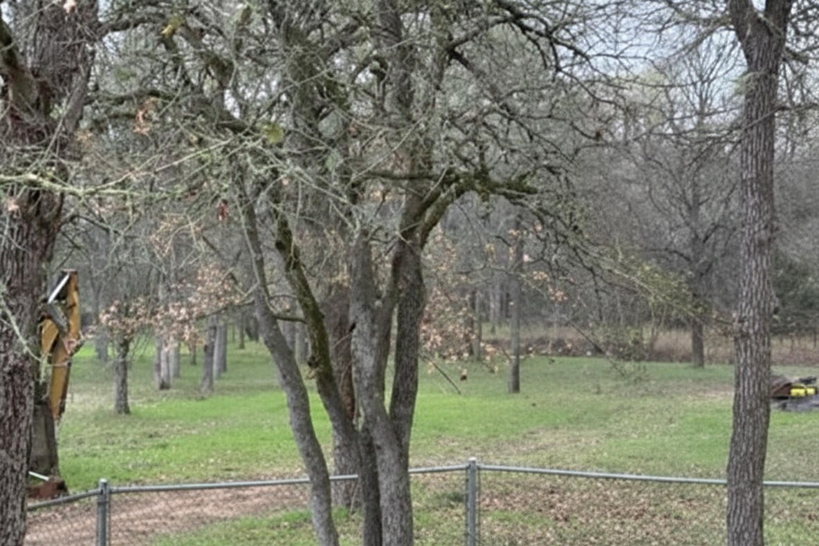 368 Riddle Road Cedar Creek, TX 78612 - Photo 29 of 30 a view of a lush green forest