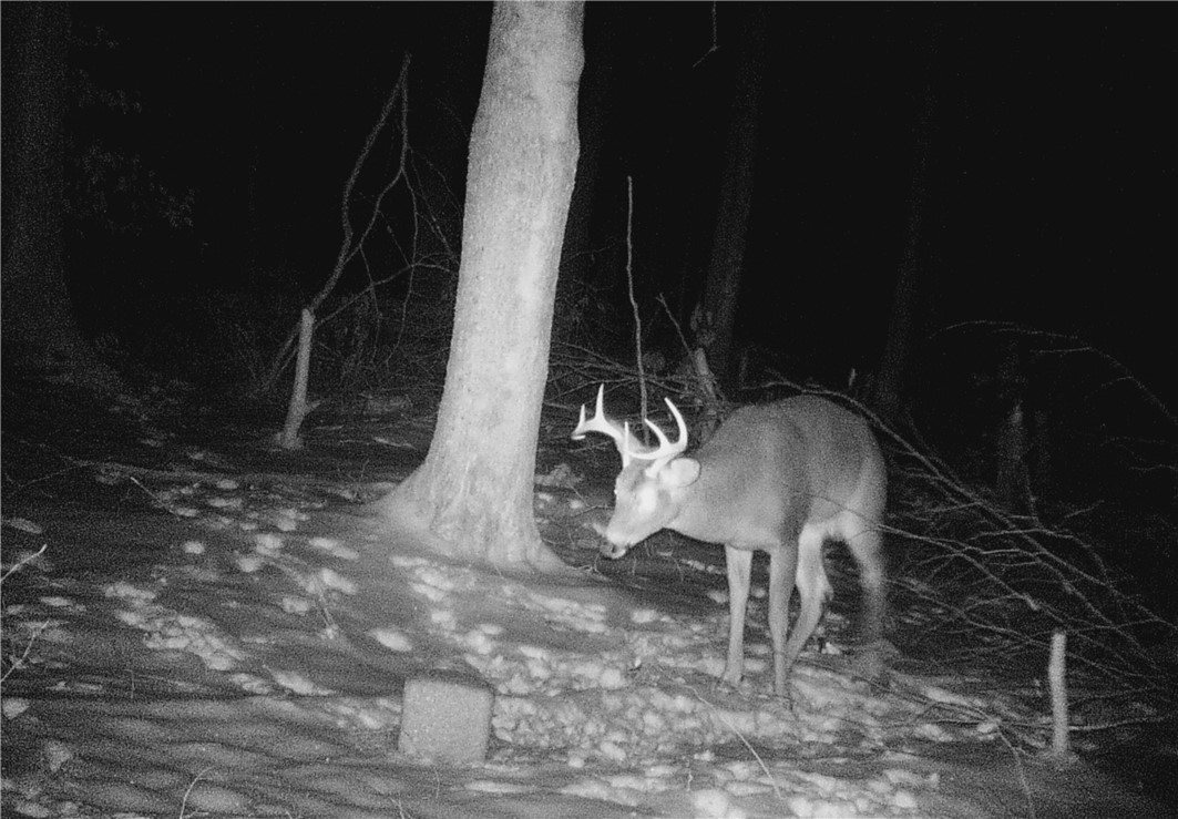 207 Cherry Lane German, NY 13040 - Photo 44 of 47