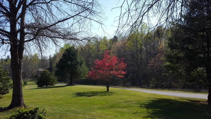 1666 Briar Ridge Road Henry, VA 24102 - Photo 31 of 69 Spring Views