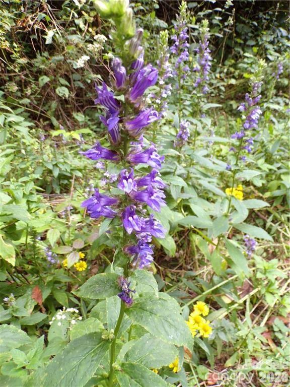 24 Tater Patch Road Maggie Valley, NC 28751 - Photo 24 of 29 Gallery Image 24
