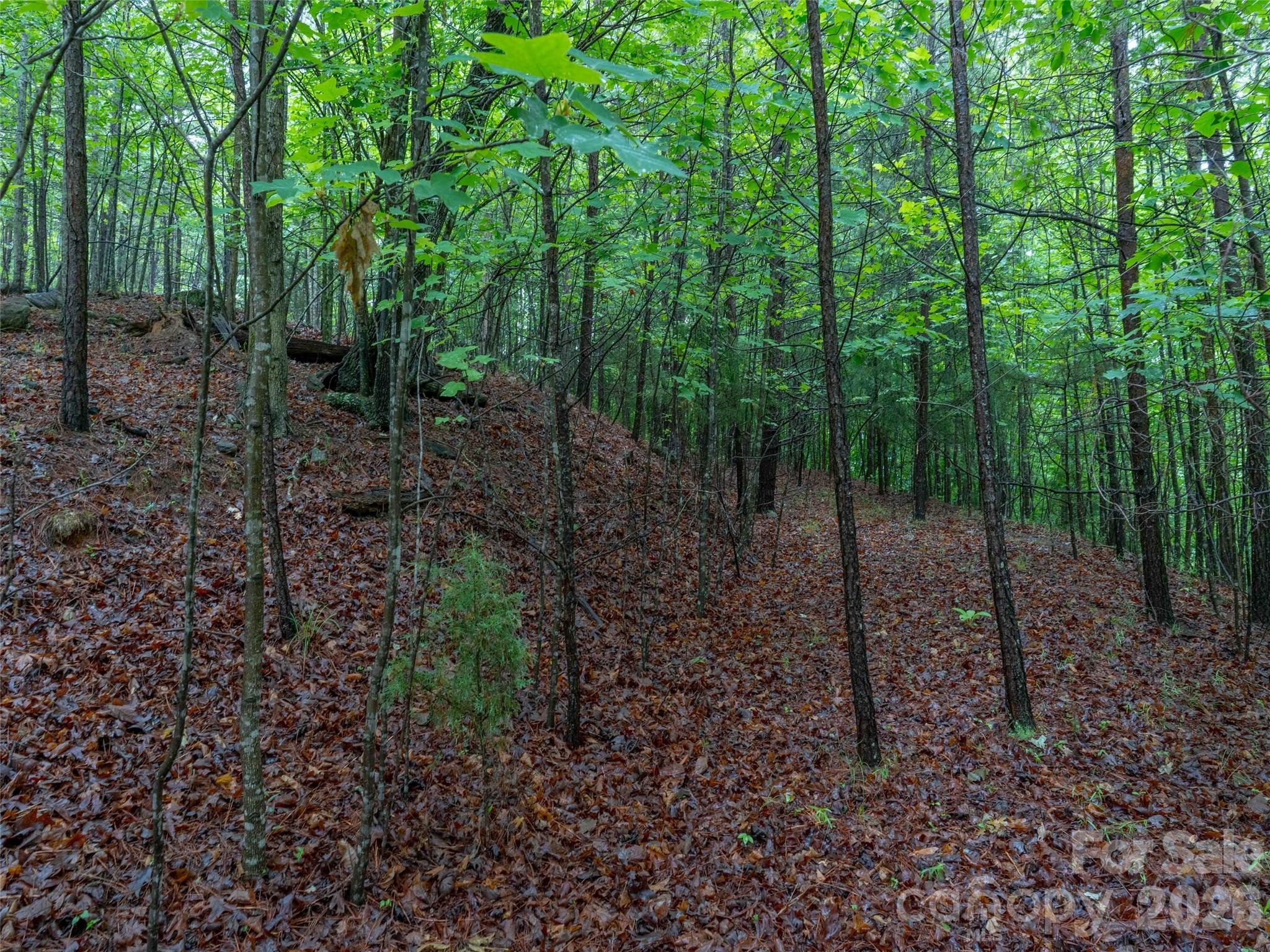 0 Bee Gee Drive Rutherfordton, NC 28139 - Photo 8 of 26