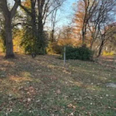 a view of a forest with trees in the background