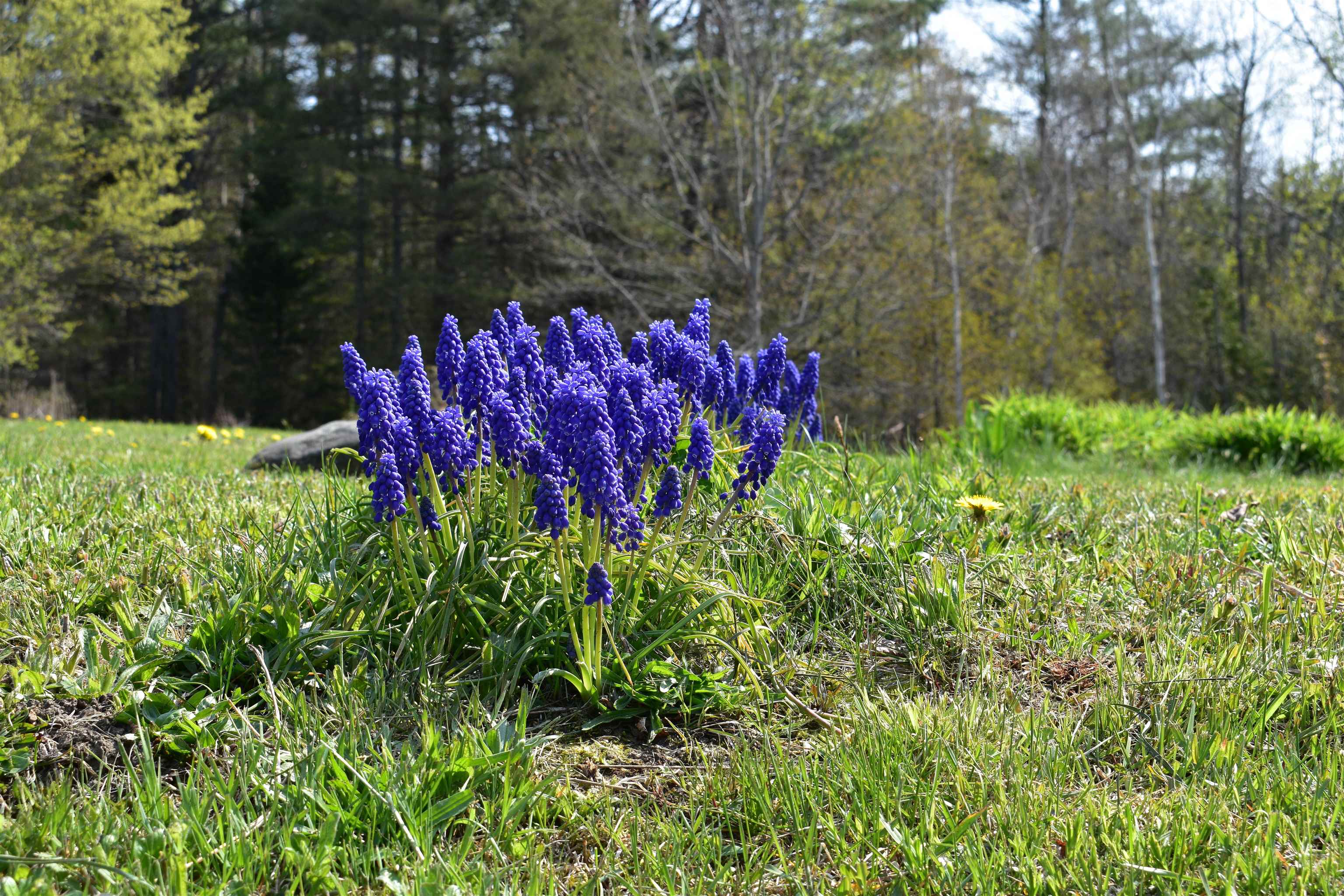 1184 South Wheelock Road Lyndon, VT 05851 - Photo 17 of 40 Gallery Image 17
