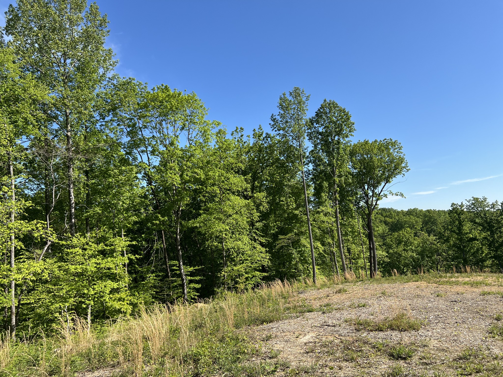 1063 Paiute Trail Pegram, TN 37143 - Photo 12 of 12 a view of a yard with plants and a tree
