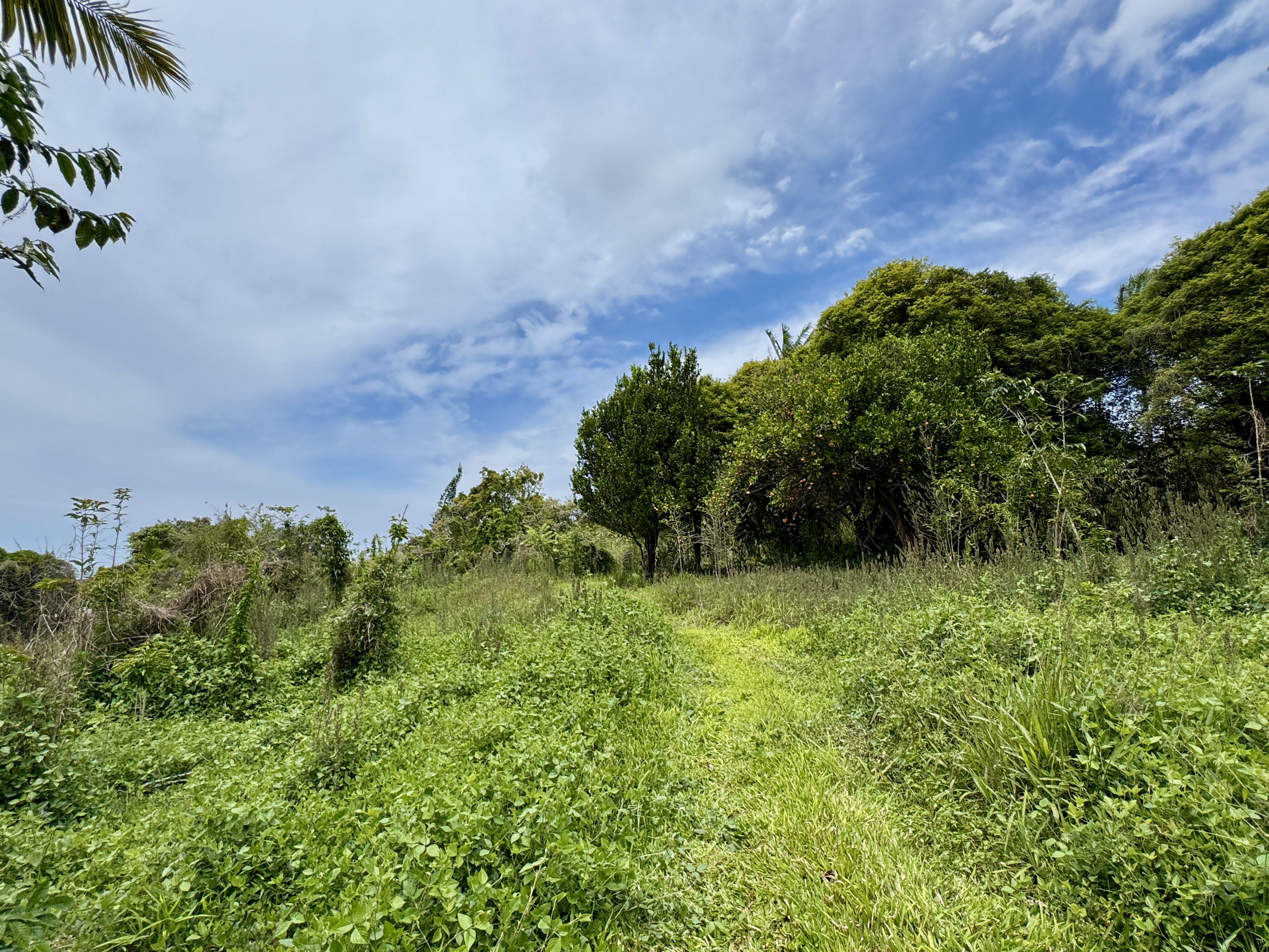 82-1226 Kinue Road Captain Cook, HI 96704 - Photo 28 of 28 a view of a garden