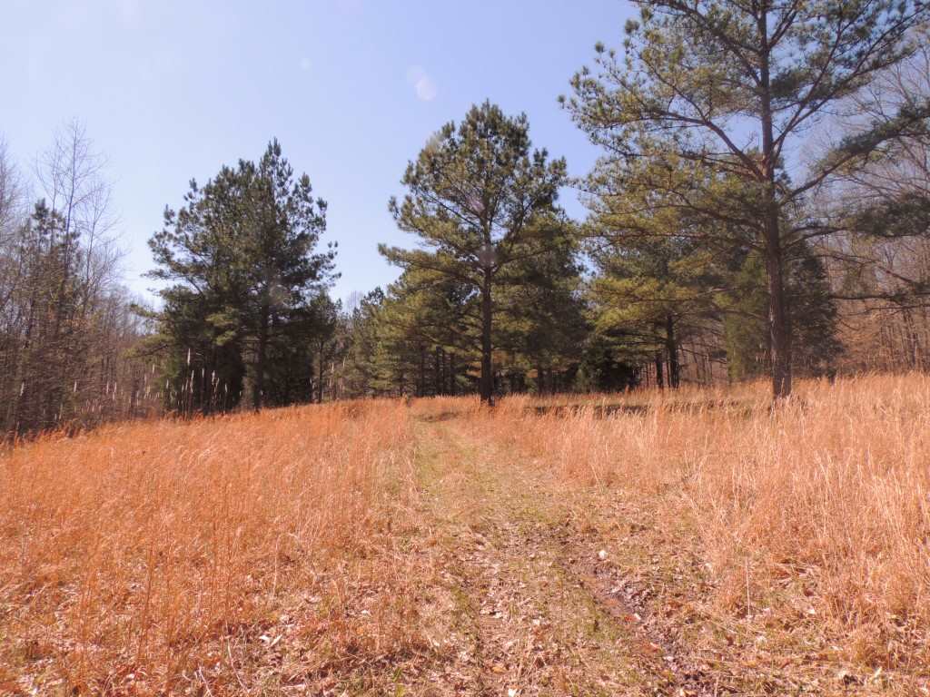 0 Centerpoint Road Reagan, TN 38368 - Photo 2 of 24