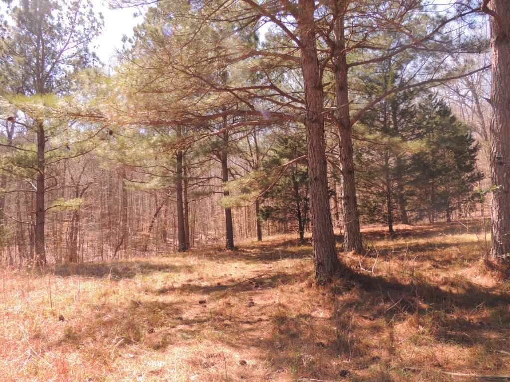 0 Centerpoint Road Reagan, TN 38368 - Photo 14 of 24