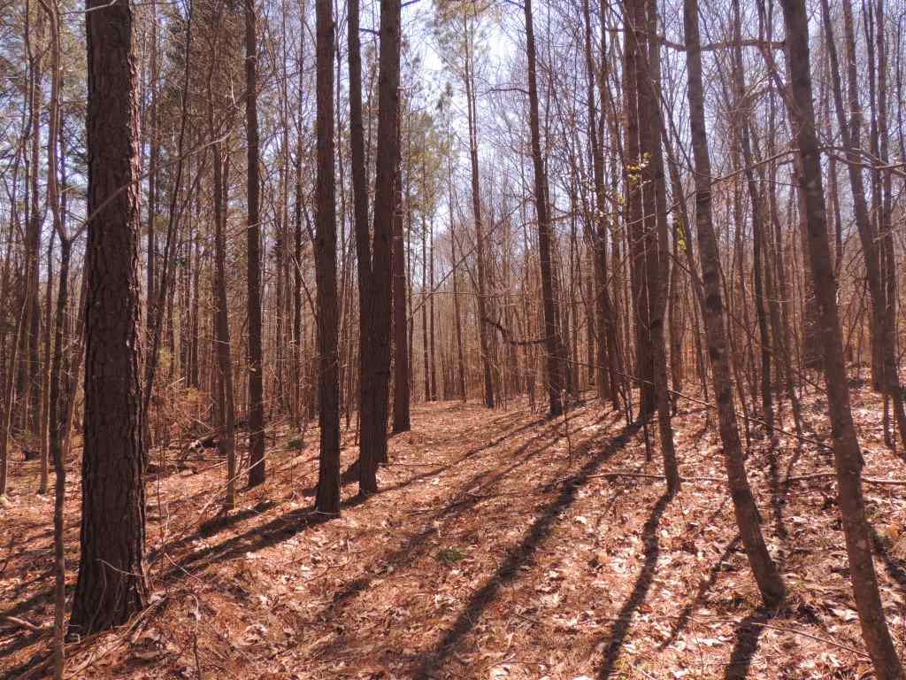 0 Centerpoint Road Reagan, TN 38368 - Photo 15 of 24