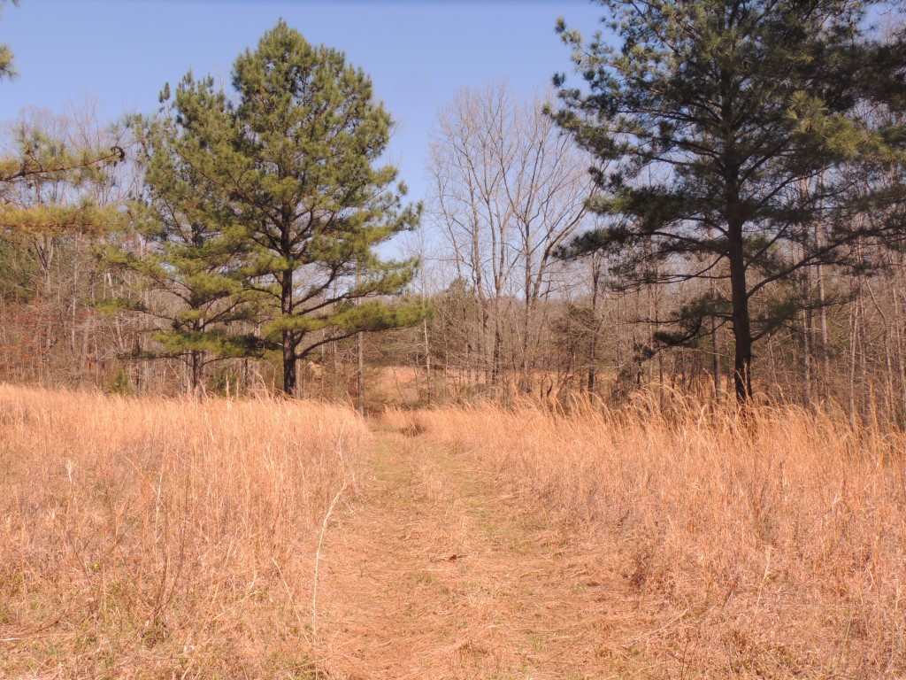 0 Centerpoint Road Reagan, TN 38368 - Photo 18 of 24