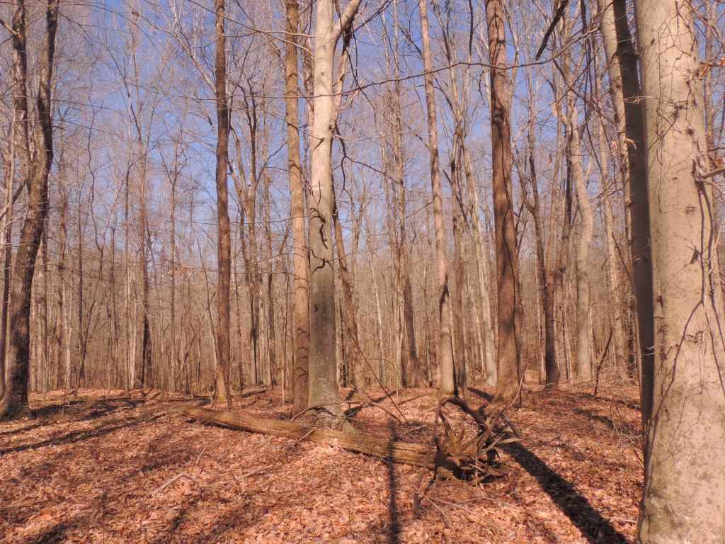 0 Centerpoint Road Reagan, TN 38368 - Photo 19 of 24