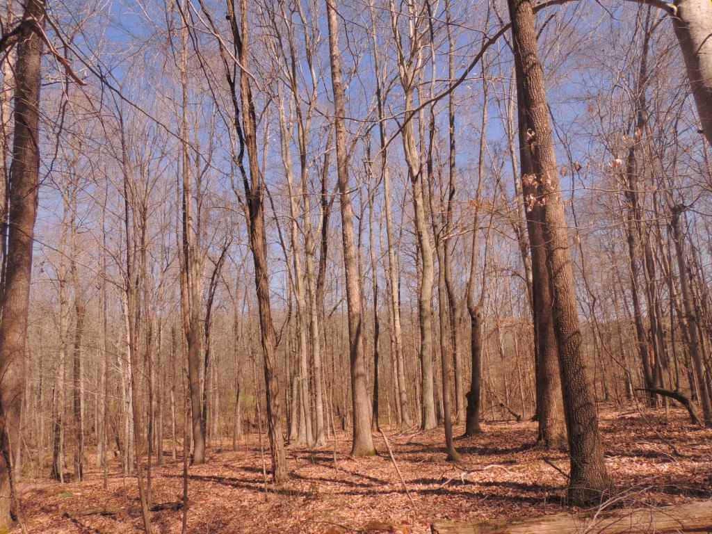 0 Centerpoint Road Reagan, TN 38368 - Photo 20 of 24