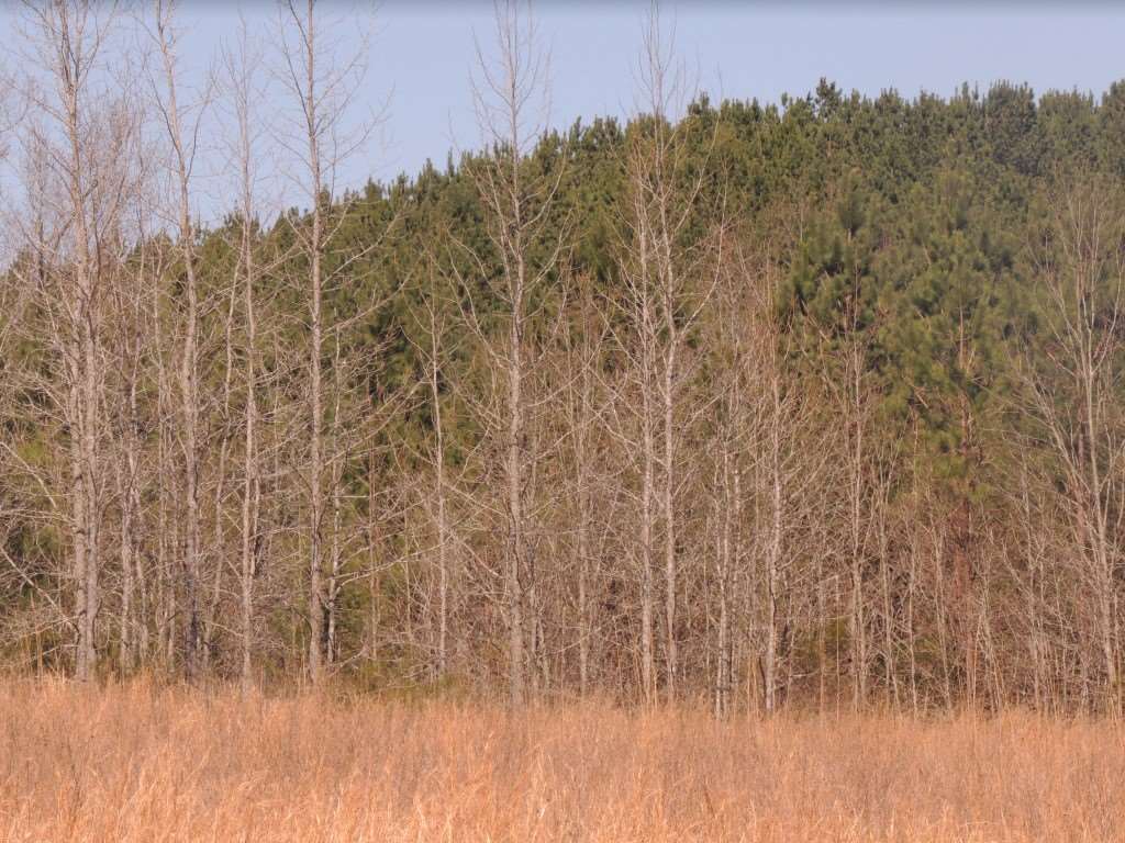 0 Centerpoint Road Reagan, TN 38368 - Photo 23 of 24