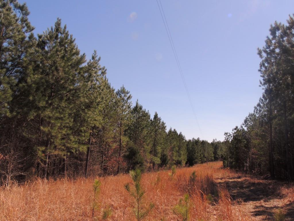0 Centerpoint Road Reagan, TN 38368 - Photo 4 of 24