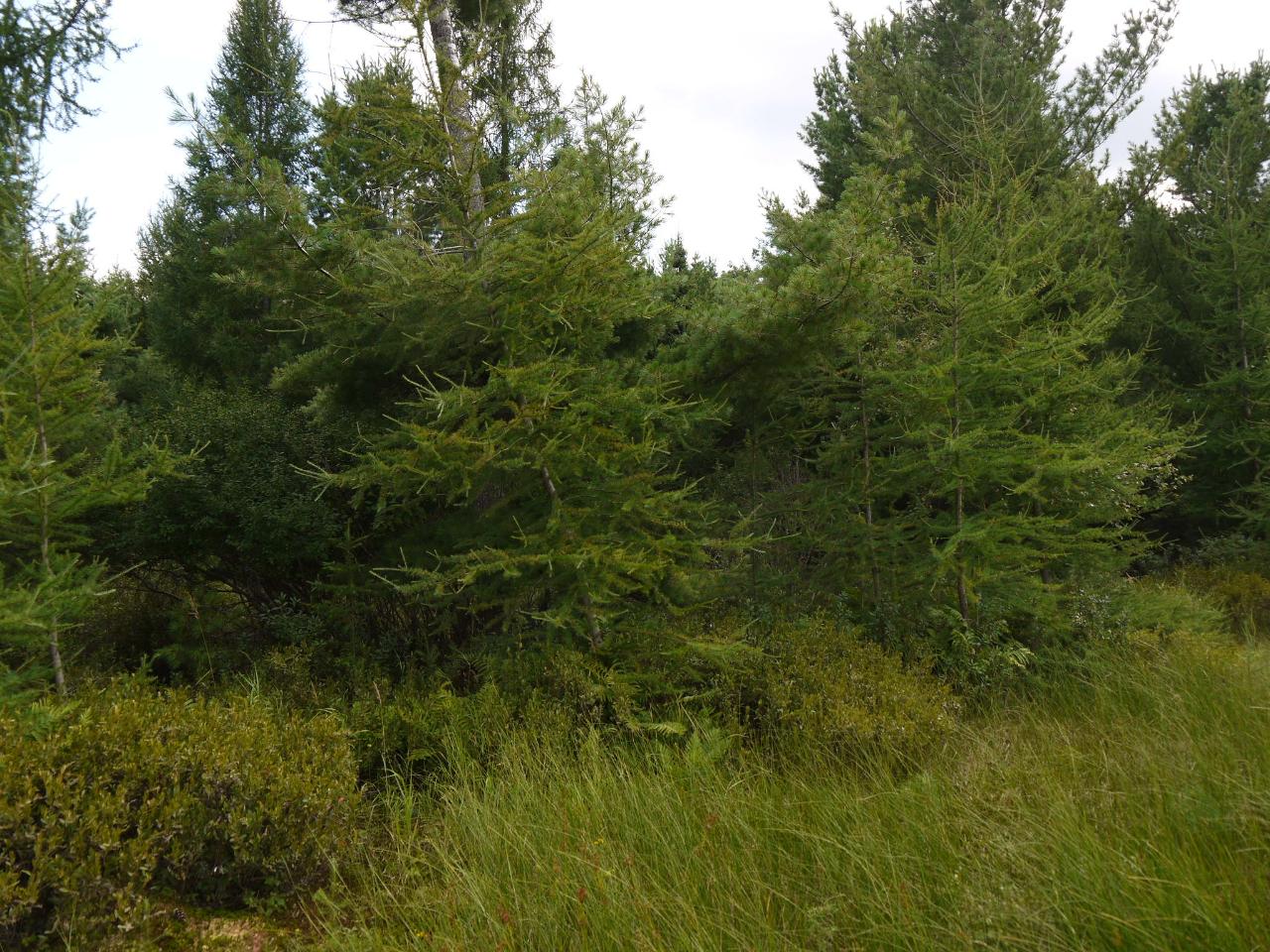 Near Oak Lane Eagle River, WI 54521 - Photo 18 of 28 Gallery Image 18