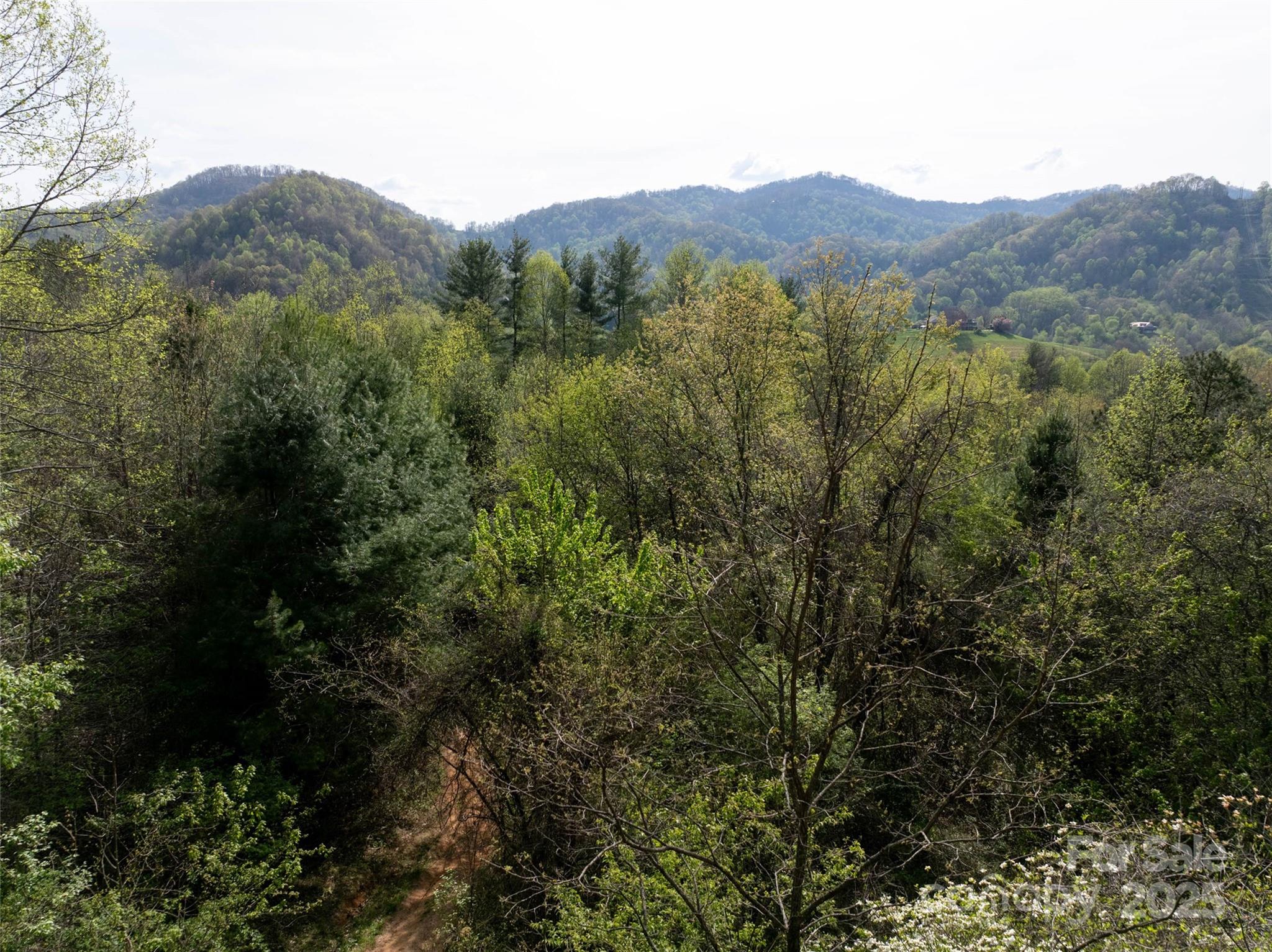 Lot 39 Sunnybrook Trail Clyde, NC 28721 - Photo 6 of 10 a view of a forest with a street
