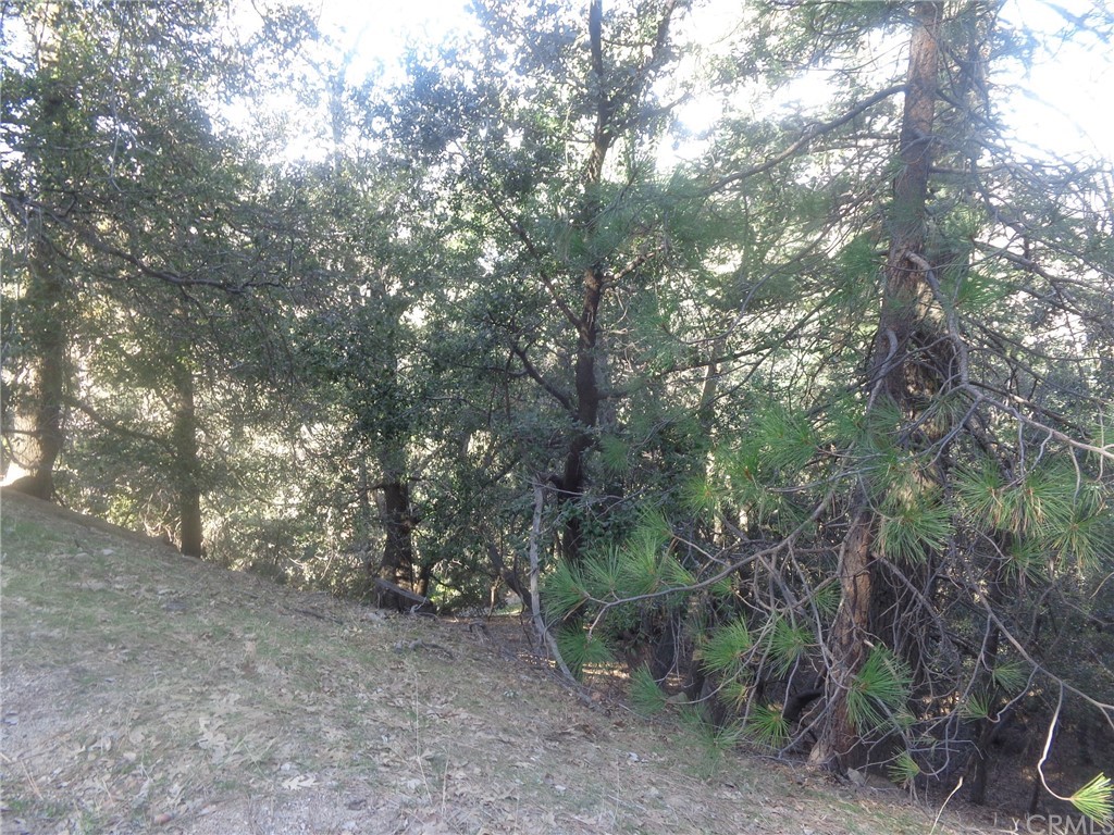 a view of a forest