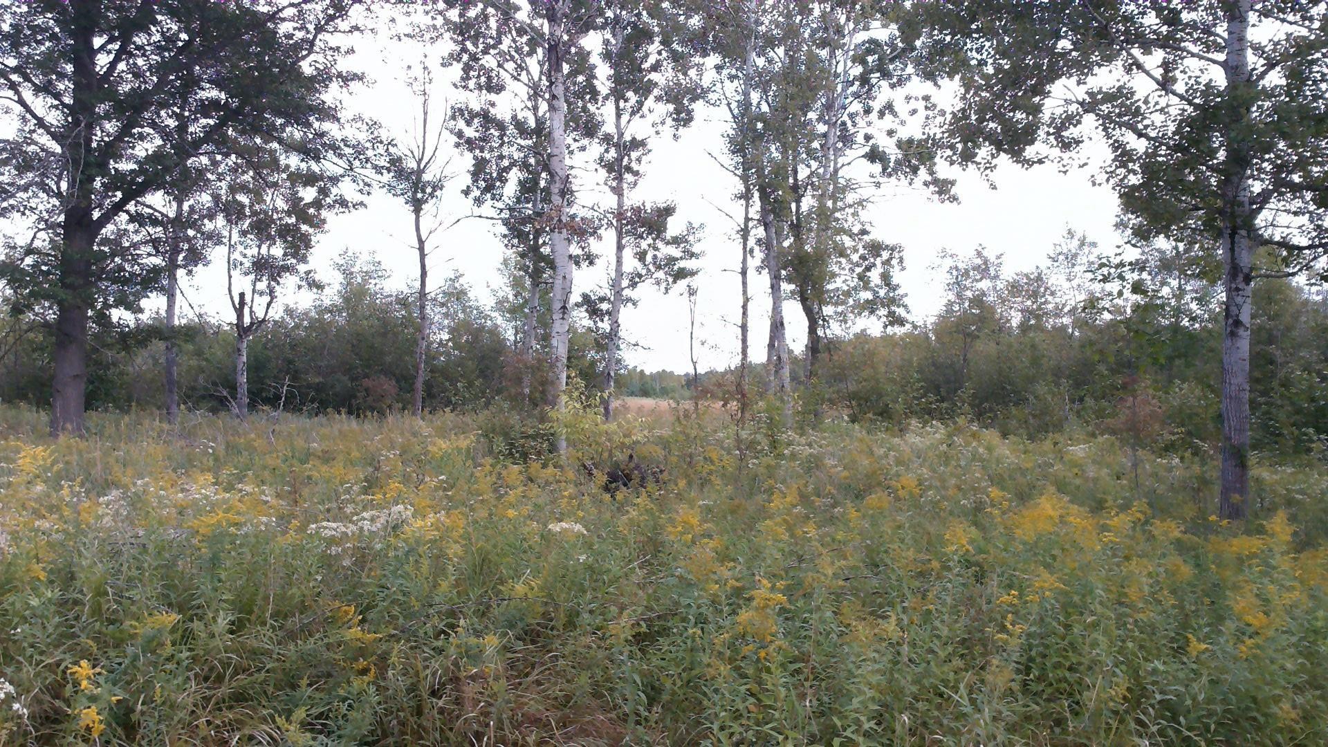 1950 North Alamando Road Coleman, MI 48618 - Photo 11 of 13