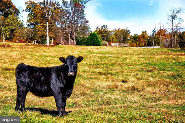 $2,195,000 | 290 Riley Hollow Road, Huntly, VA 22640