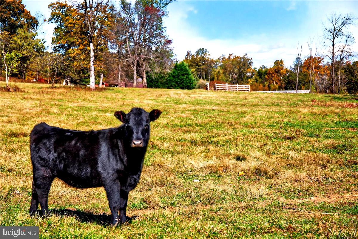 290 Riley Hollow Road Huntly, VA 22640 - Photo 147 of 148