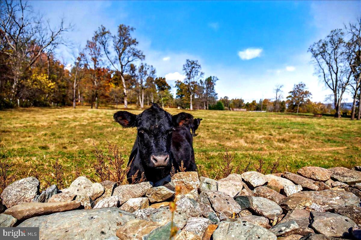 290 Riley Hollow Road Huntly, VA 22640 - Photo 21 of 148