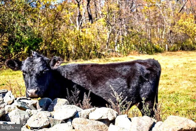 $2,195,000 | 290 Riley Hollow Road, Huntly, VA 22640